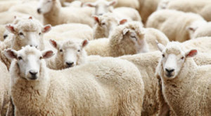 sheepies