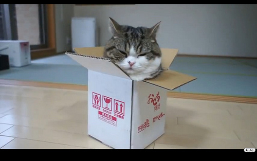 cat box photo