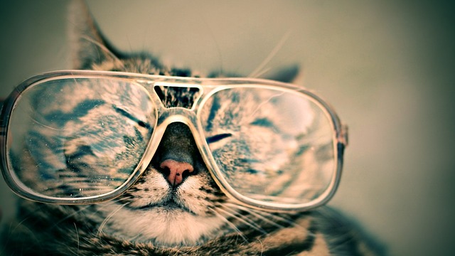 cat glasses photo